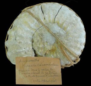 Crétacé supérieur - Ammonite - 100 / 94 millions d'années - 
