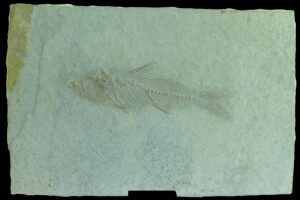 Crétacé - Plaque fossile de poisson -  150 / 140 millions d'années