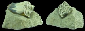 Pléistocène - Dent fossile de cheval - 2.5 millions d’année / 11700 ans