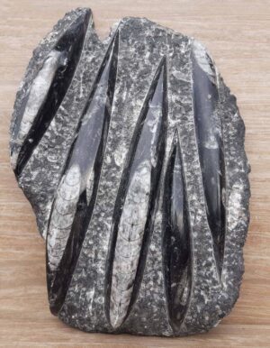 Paléozoïque - Fin du Permien - Plaque avec Orthoceras fossilisés - 470 / 252 millions d'années